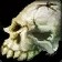 Skull of the Mad Chief
